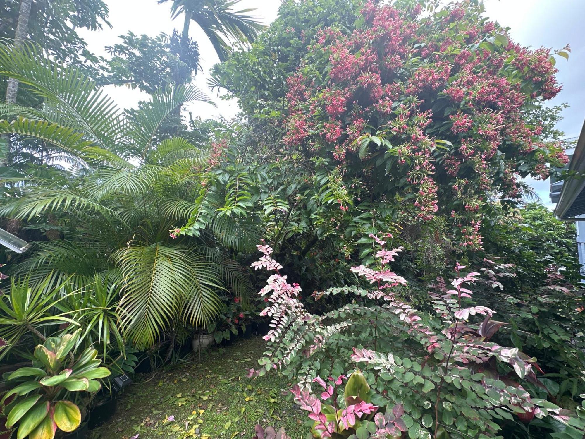 Hawaiian Ohana Home Хило Екстериор снимка